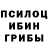 Псилоцибиновые грибы Psilocybine cubensis Bigpapa_medda